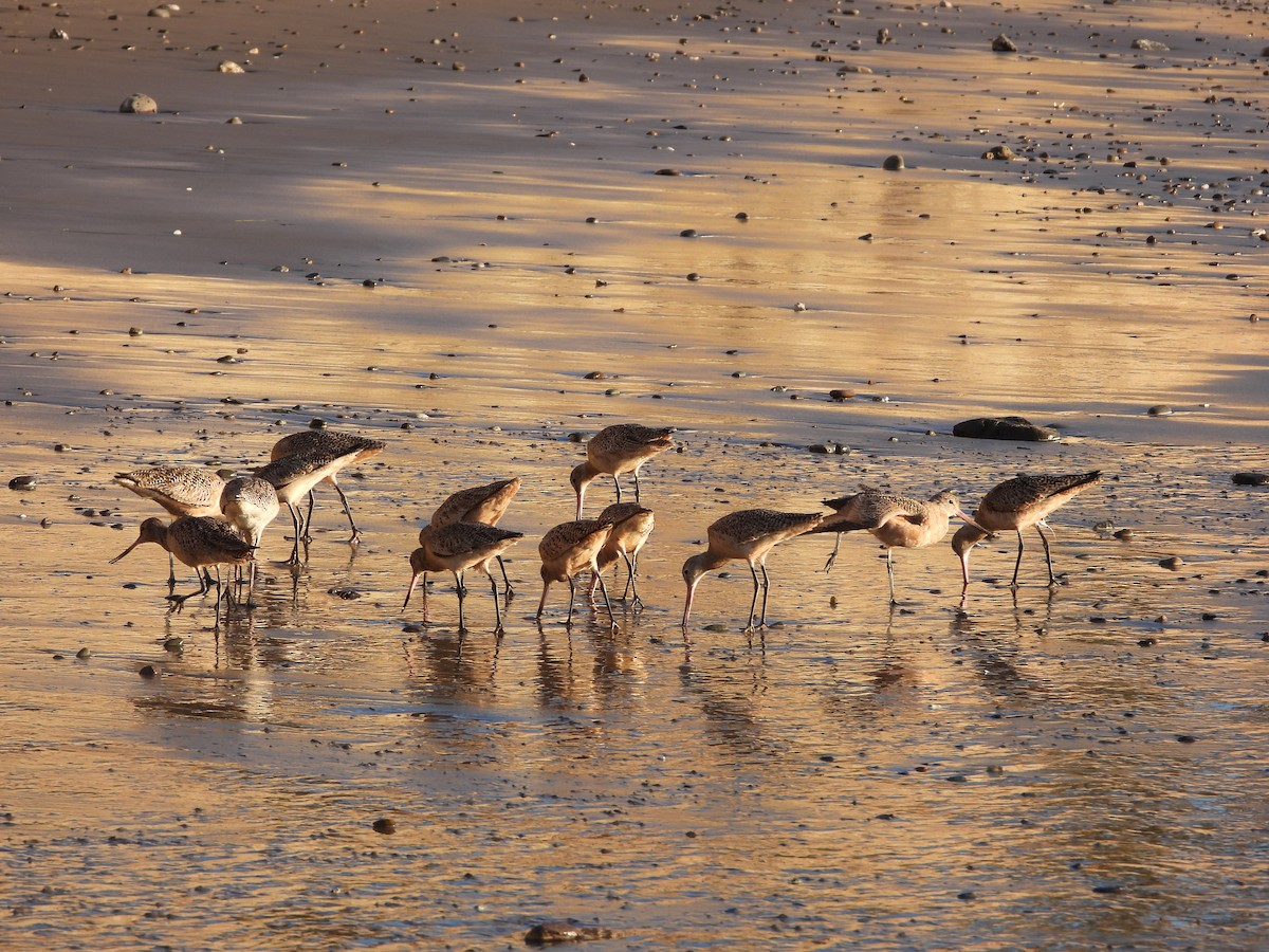 Marbled Godwit - ML616123482