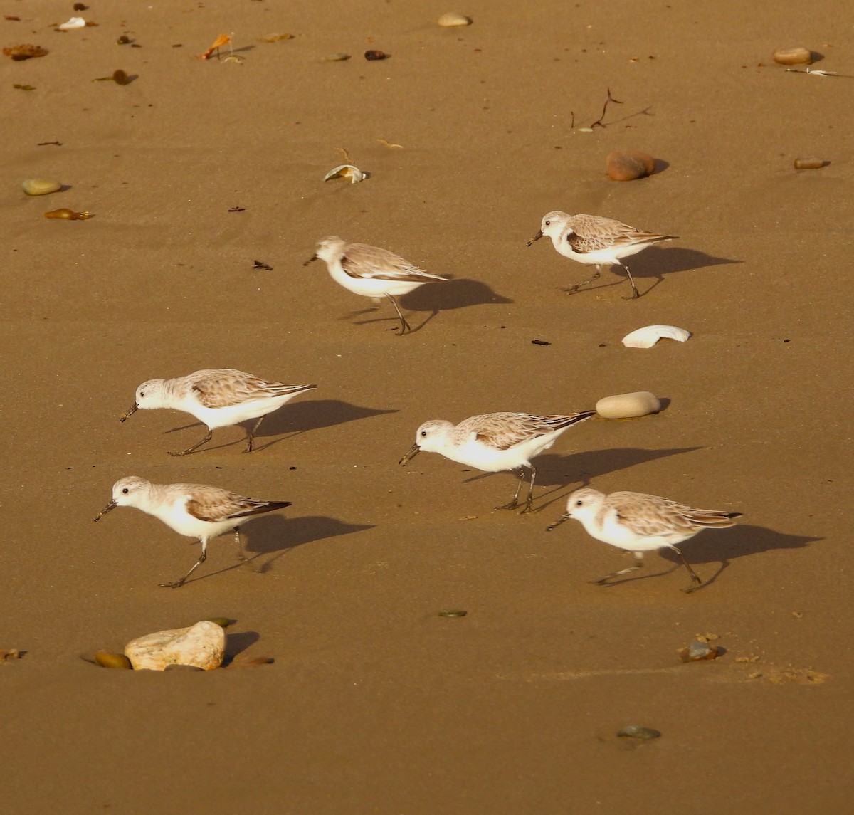 Bécasseau sanderling - ML616123503