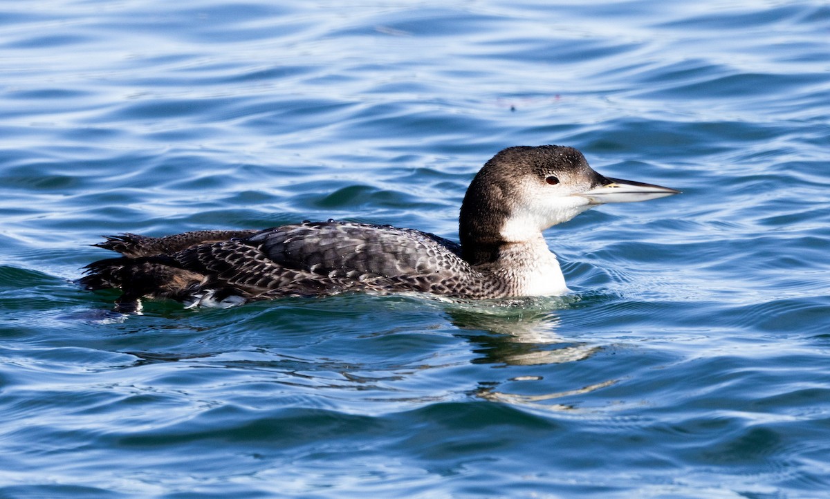 Common Loon - ML616123508