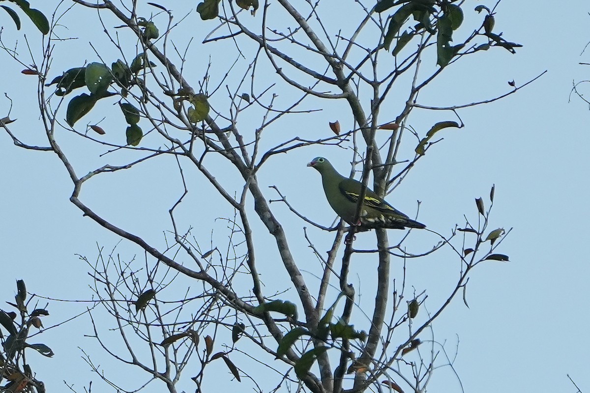 Thick-billed Green-Pigeon - ML616123548