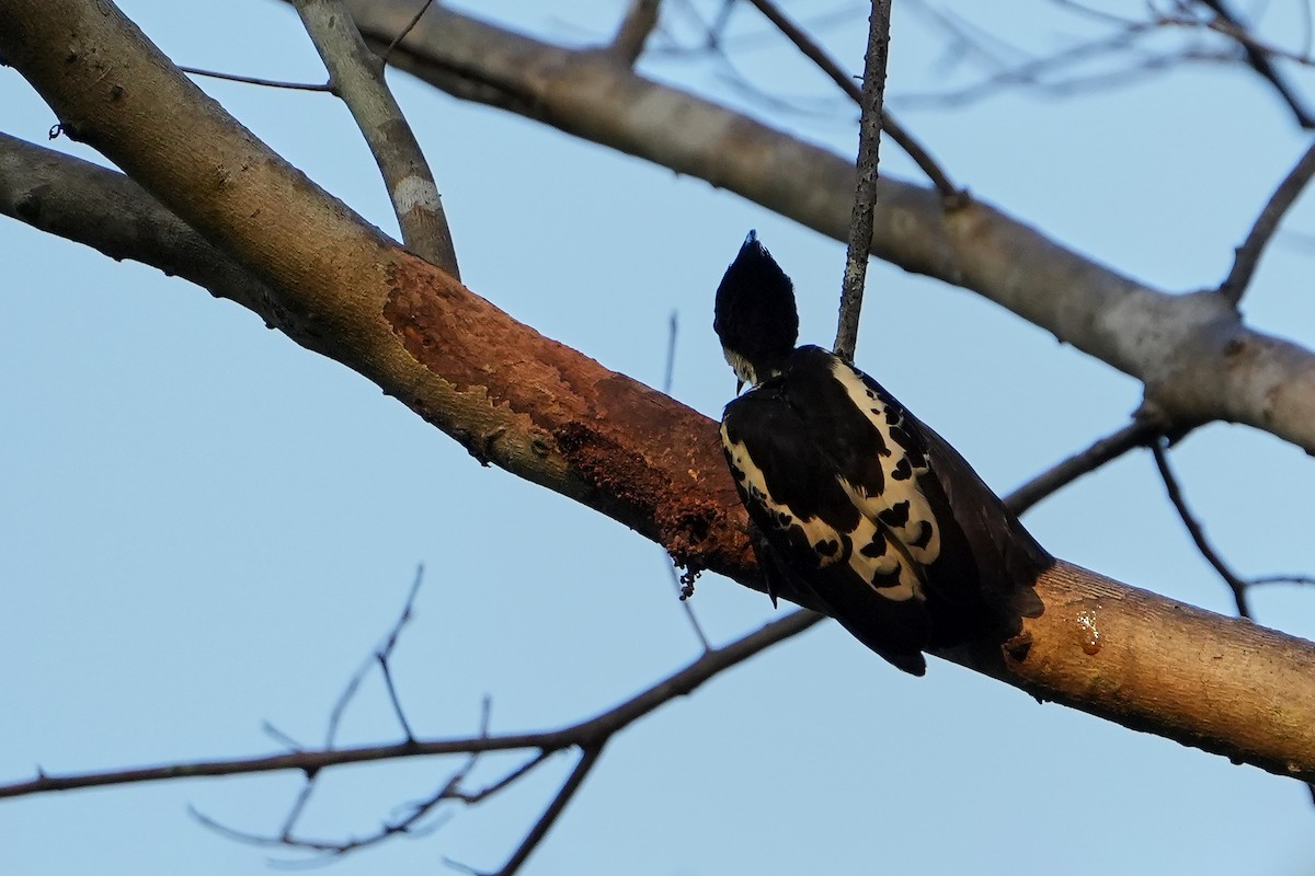 Heart-spotted Woodpecker - ML616123554