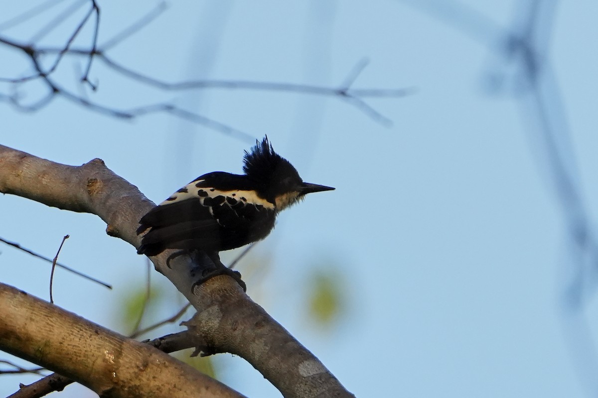 Heart-spotted Woodpecker - ML616123555