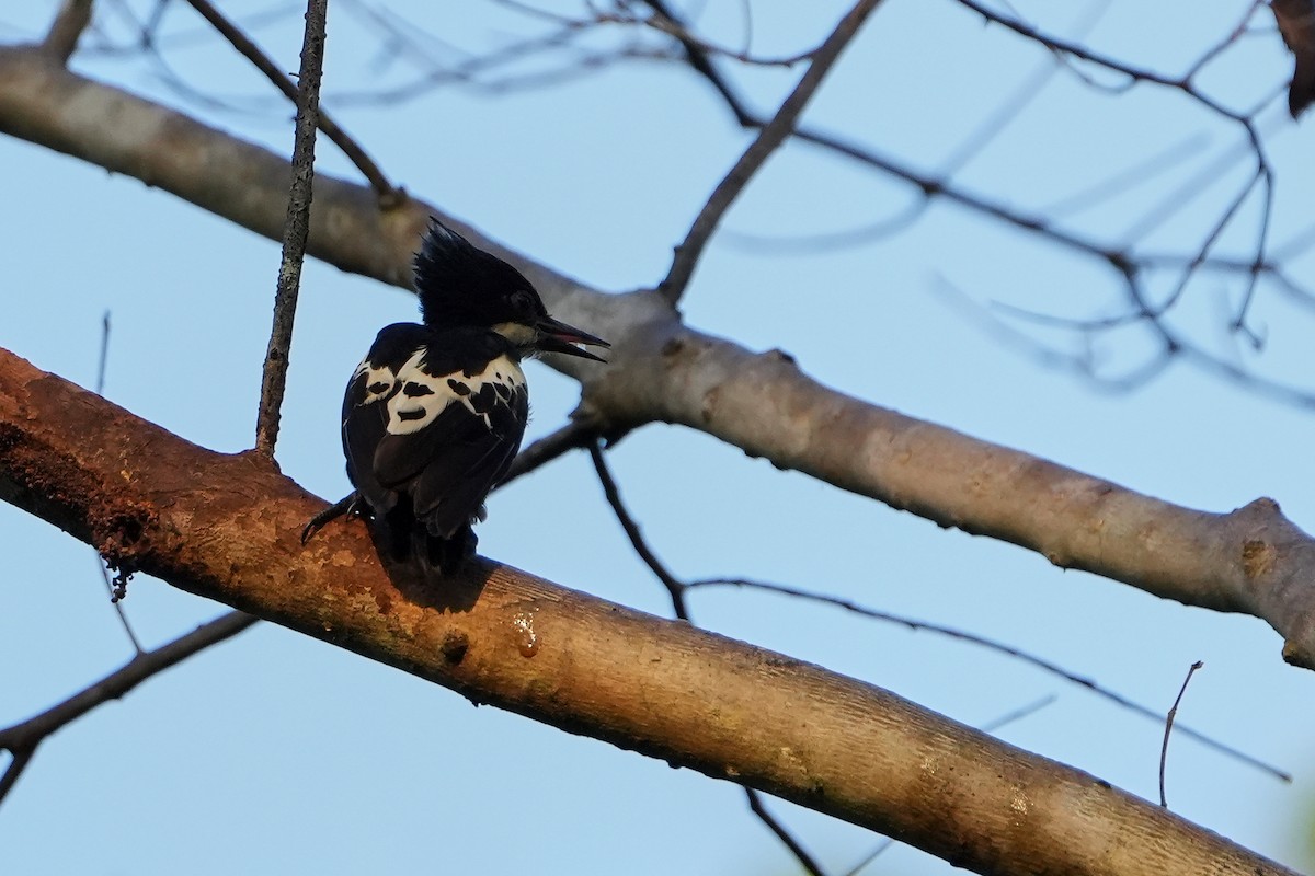 Heart-spotted Woodpecker - ML616123556