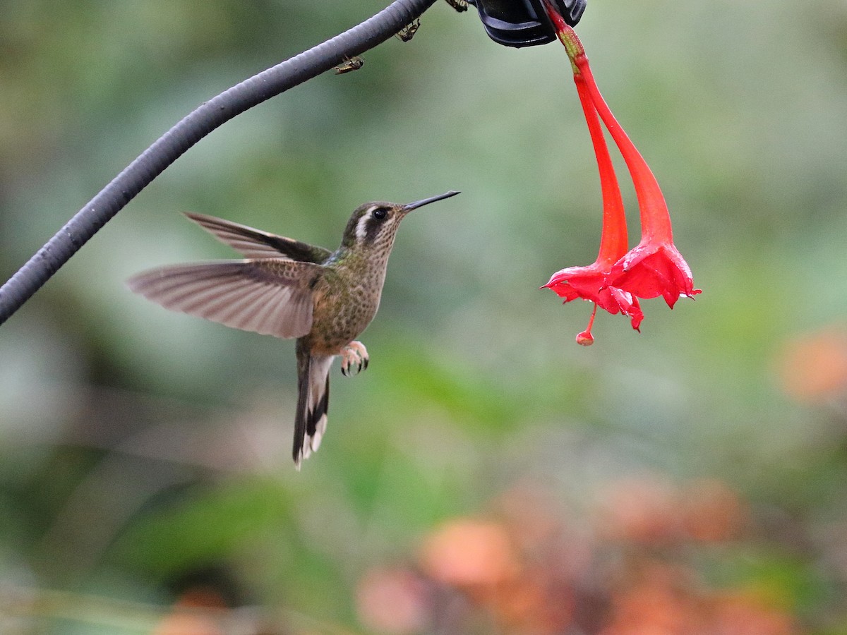 Speckled Hummingbird - Stephen Mirick