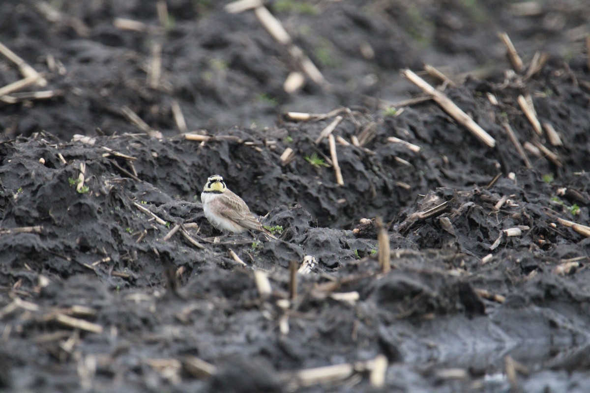 Horned Lark - ML616123593