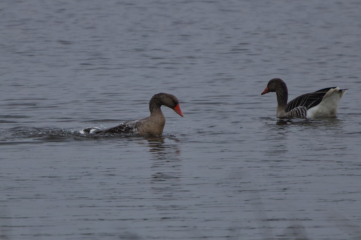 Graylag Goose - ML616123666