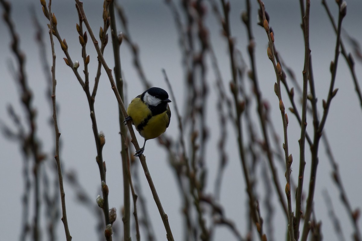 Great Tit - ML616123668