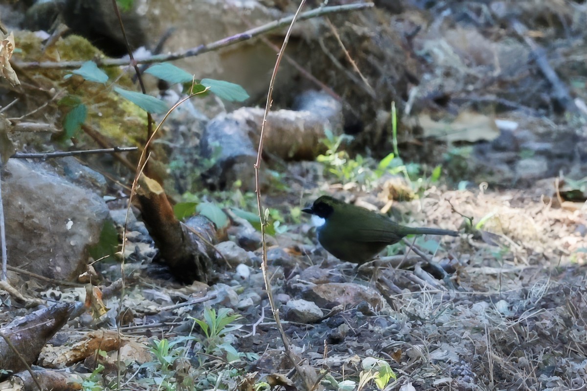 Green-striped Brushfinch - ML616123669