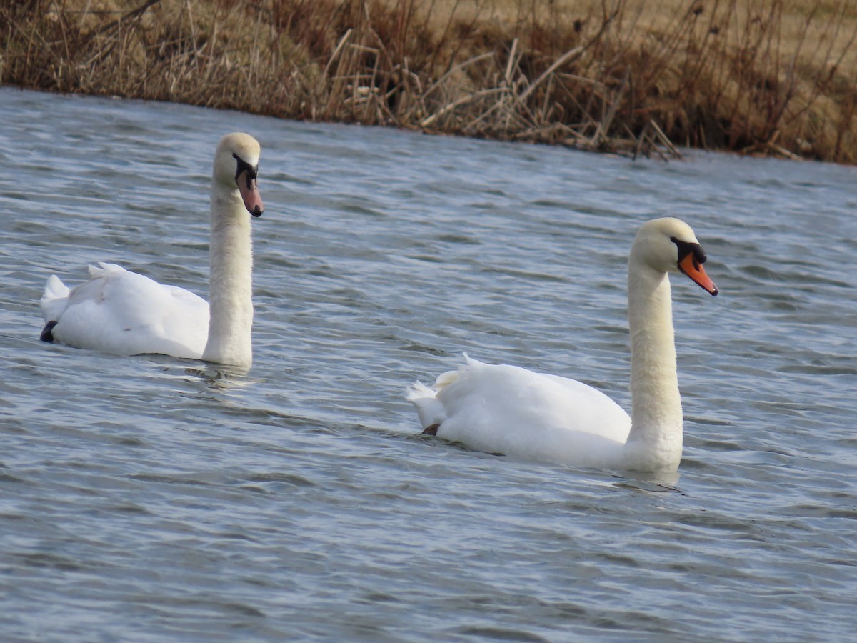 Mute Swan - ML616123681