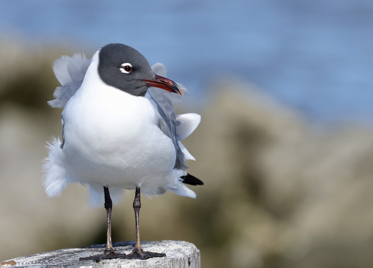 Laughing Gull - Grace Simms  🐦‍⬛