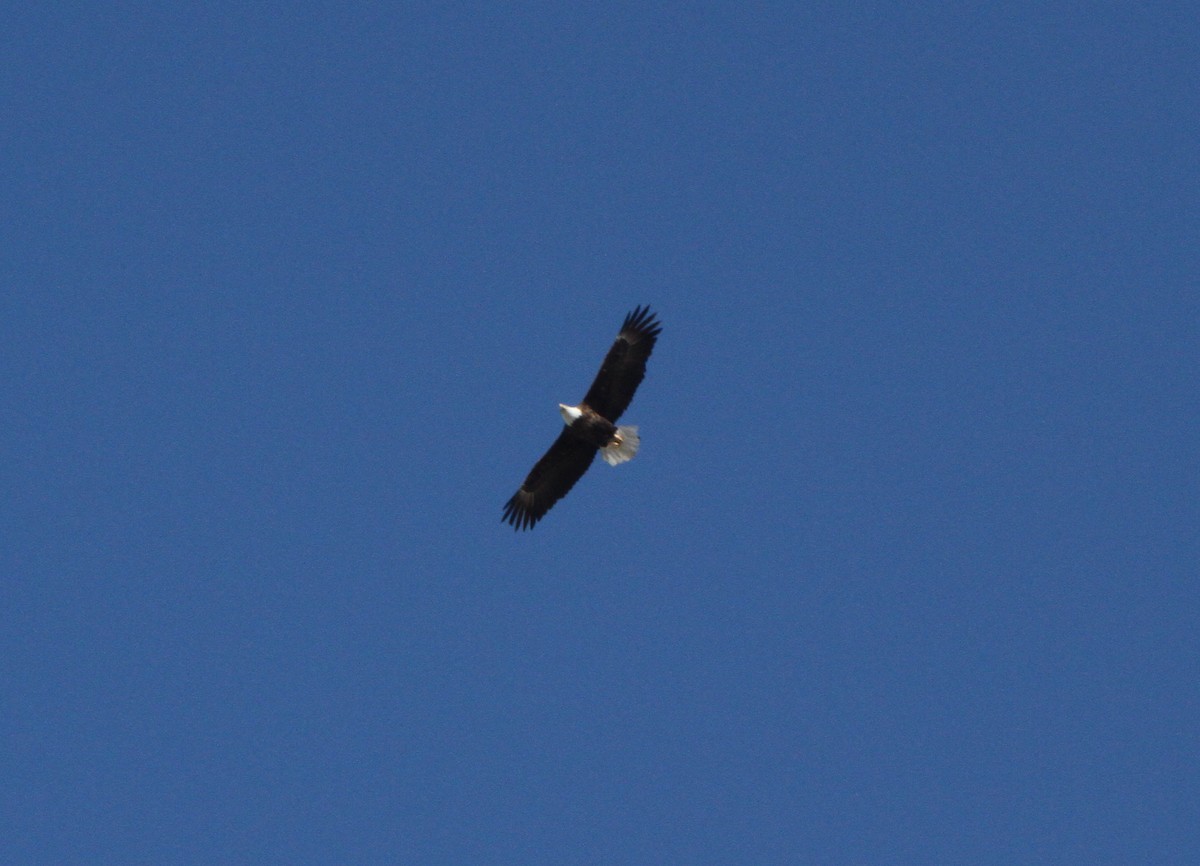 Bald Eagle - Larry Urbanski