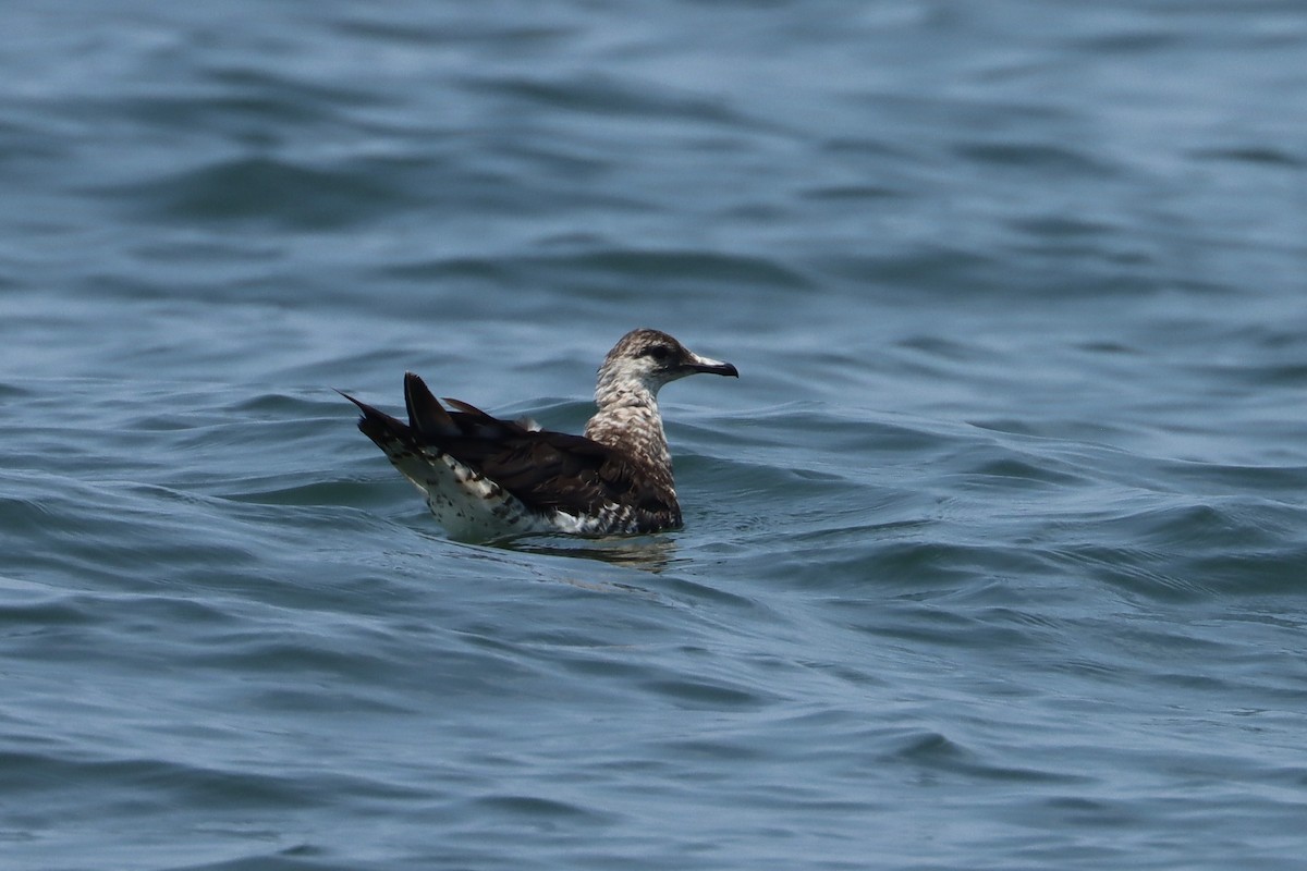 Parasitic Jaeger - John van Dort