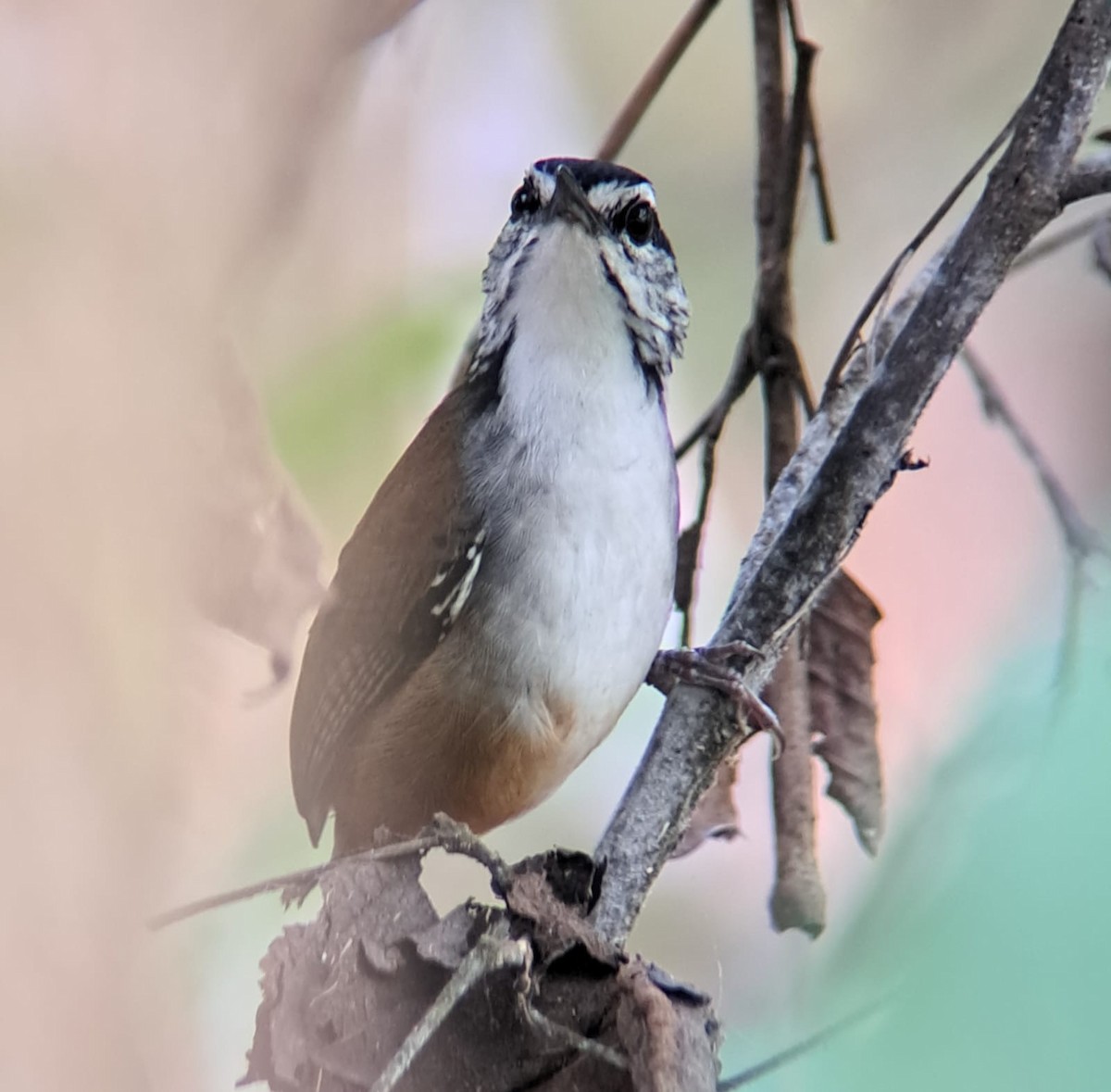 White-breasted Wood-Wren - ML616123768