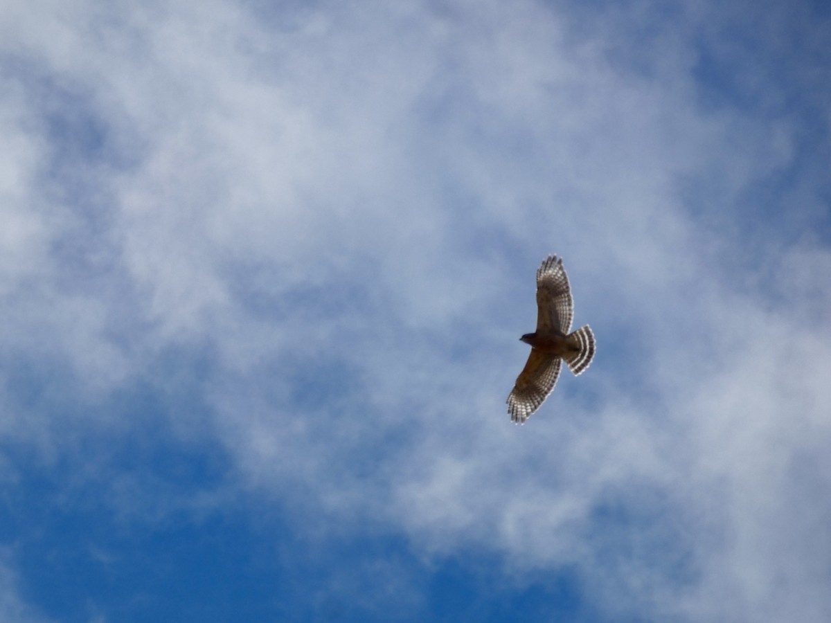 Red-shouldered Hawk - ML616123822