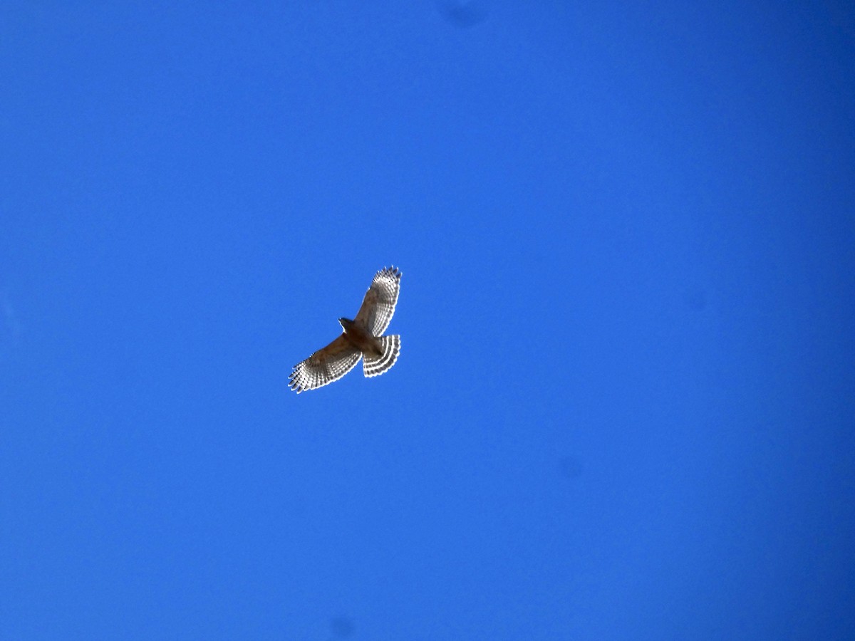 Red-shouldered Hawk - ML616123829