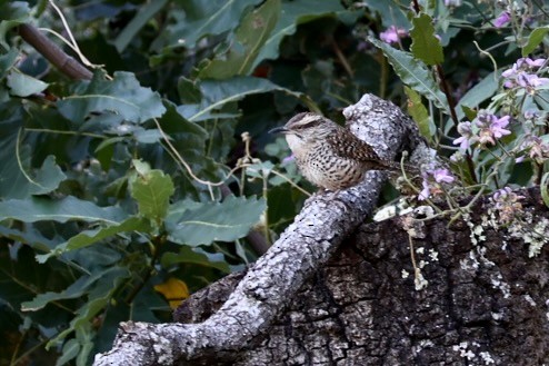 Spotted Wren - ML616123842