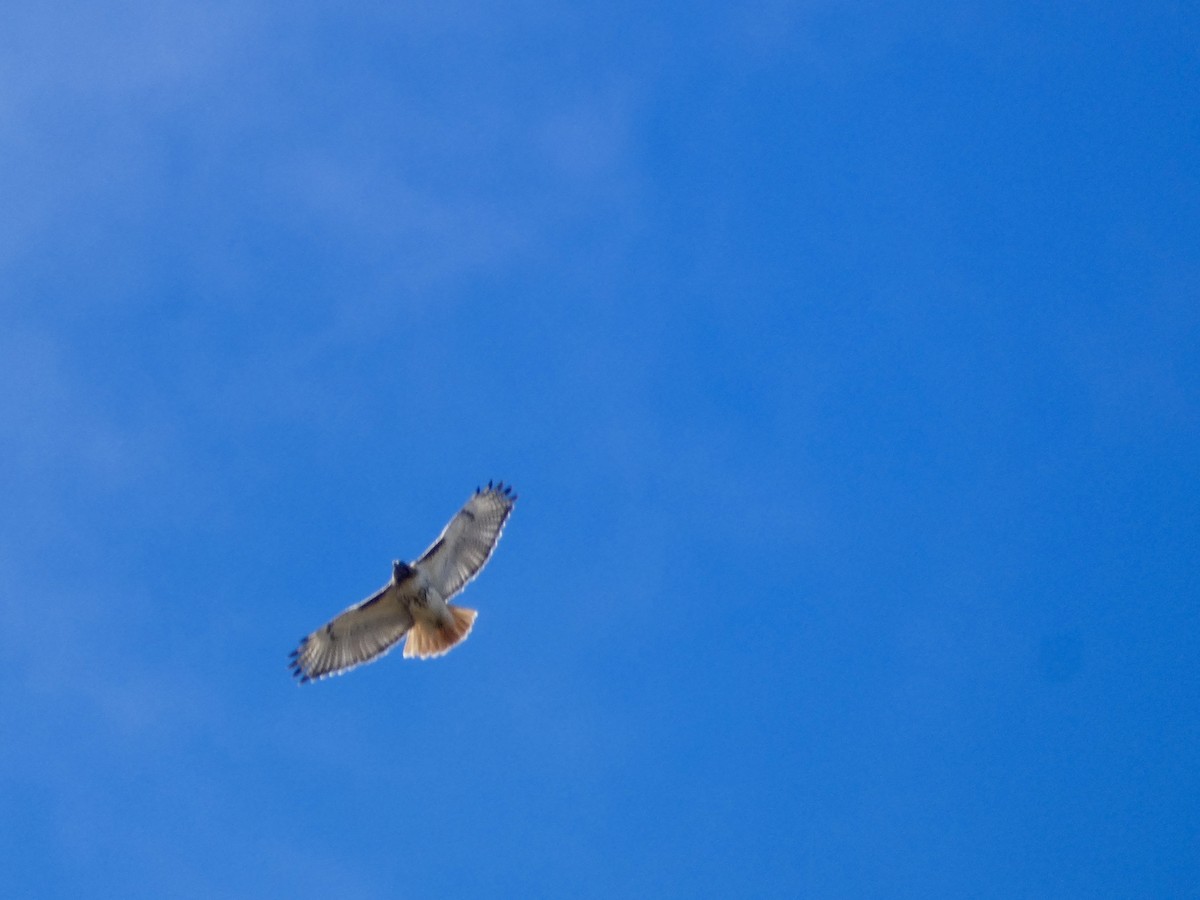 Red-tailed Hawk - ML616123843