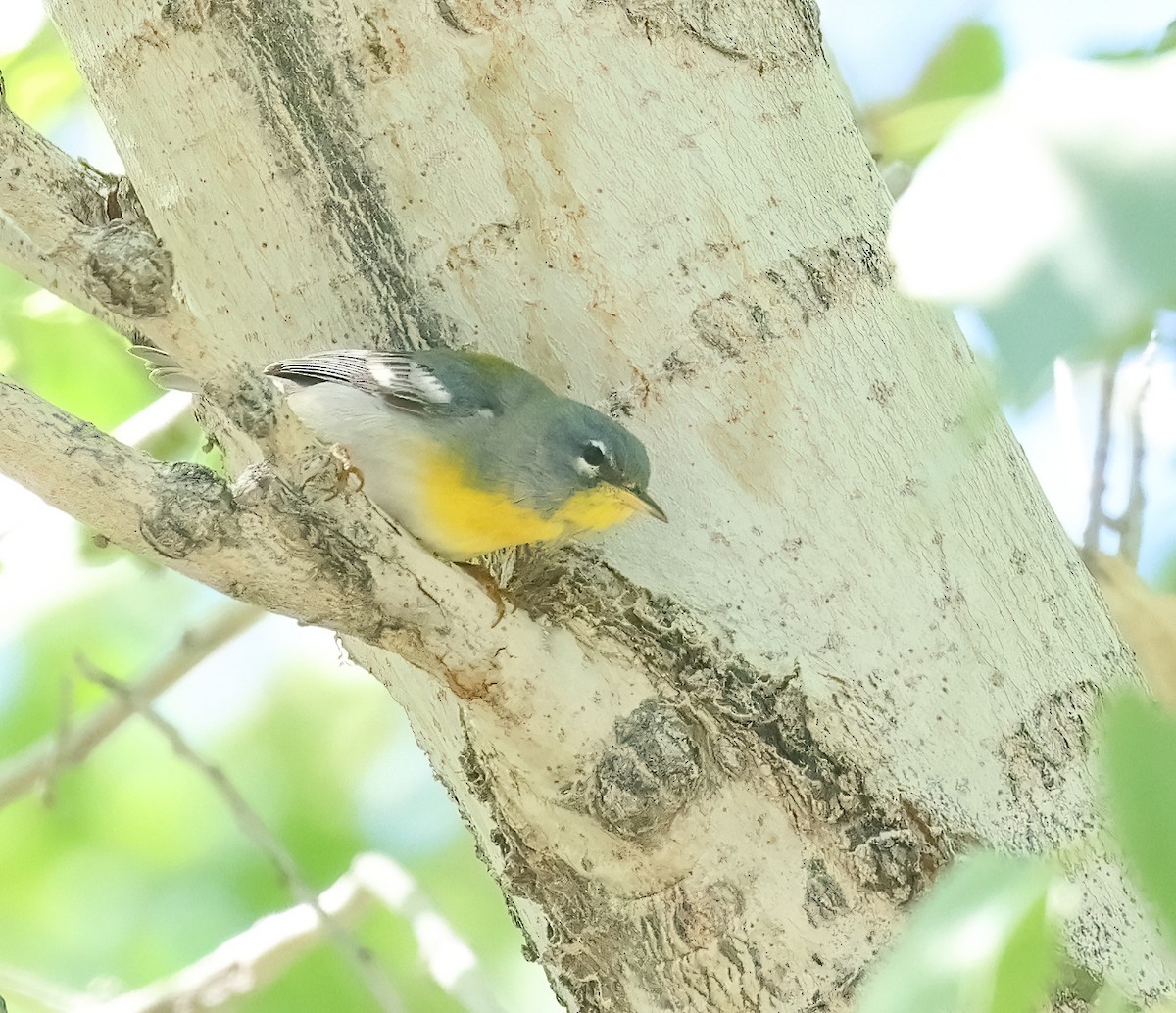 Northern Parula - ML616123851