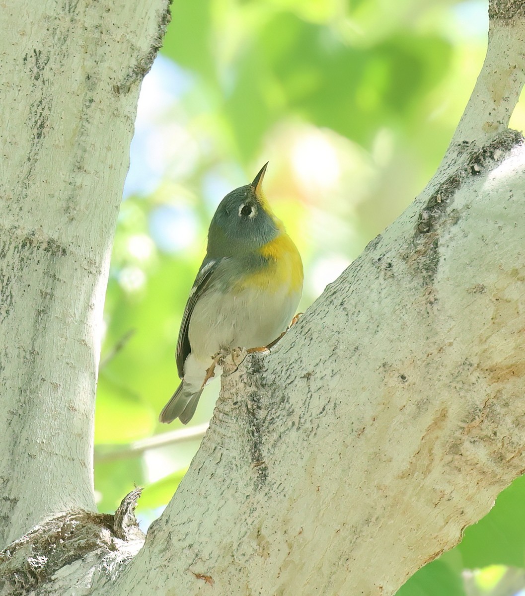 Northern Parula - ML616123852