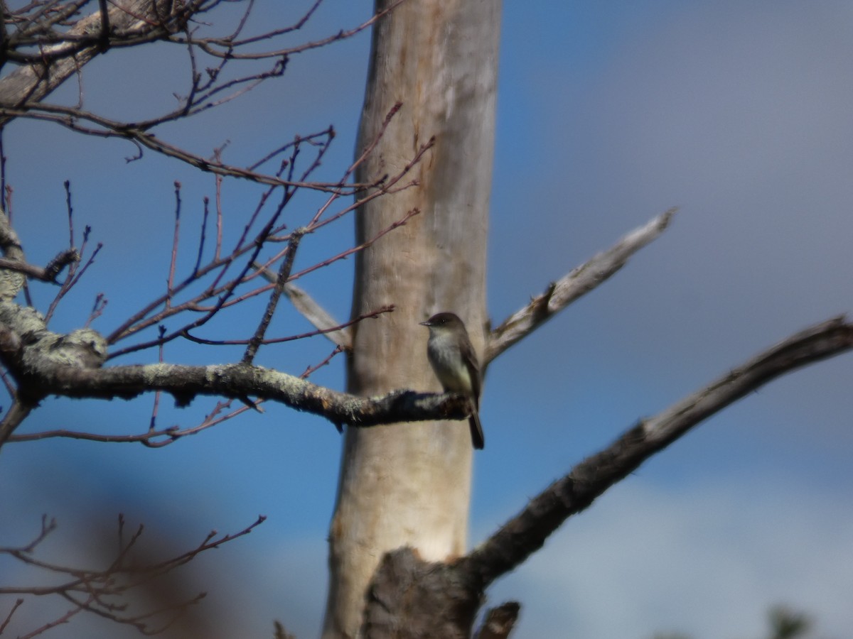 Eastern Phoebe - ML616123856