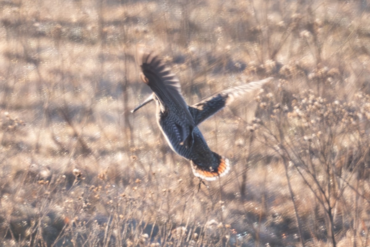 Wilson's Snipe - ML616123858