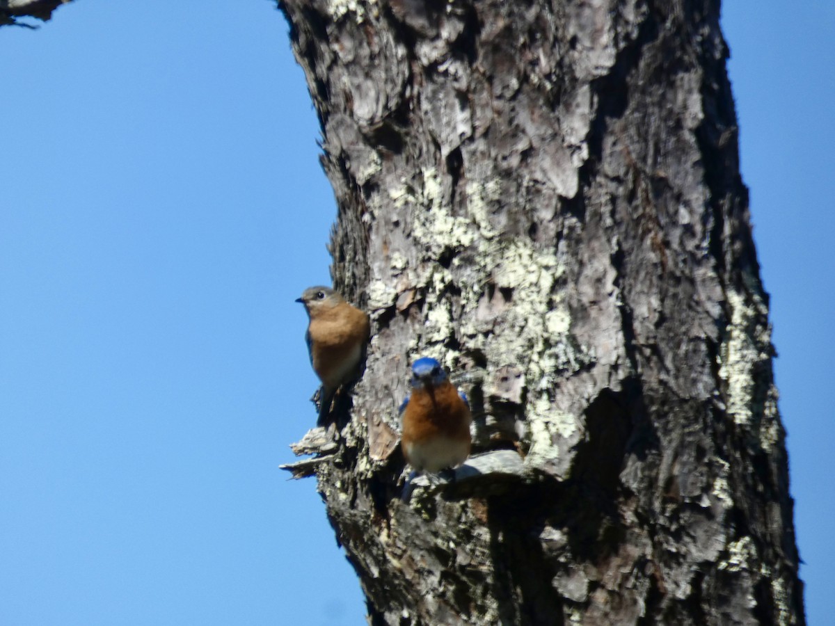 Eastern Bluebird - ML616123863