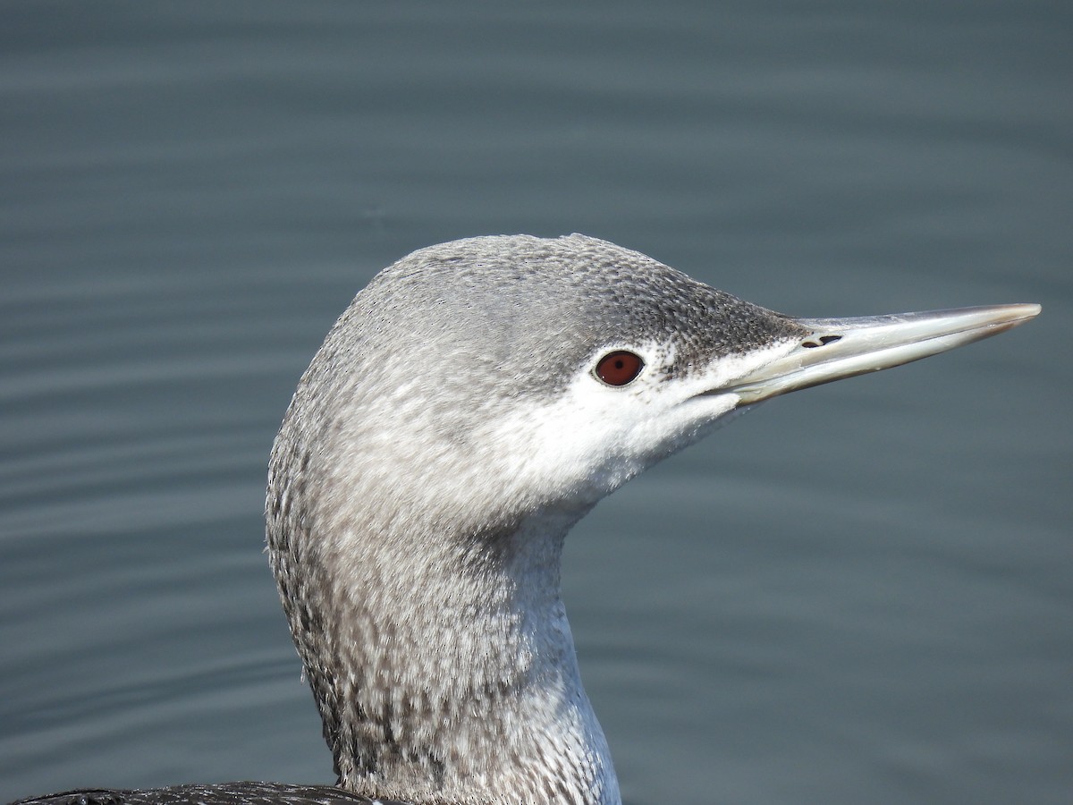 Red-throated Loon - ML616123876