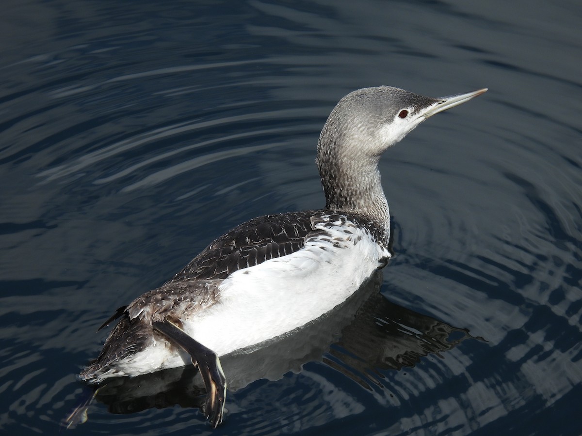 Red-throated Loon - ML616123883