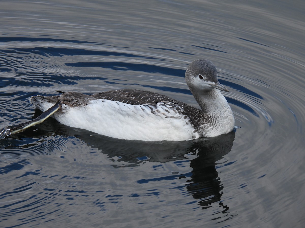 Red-throated Loon - ML616123884