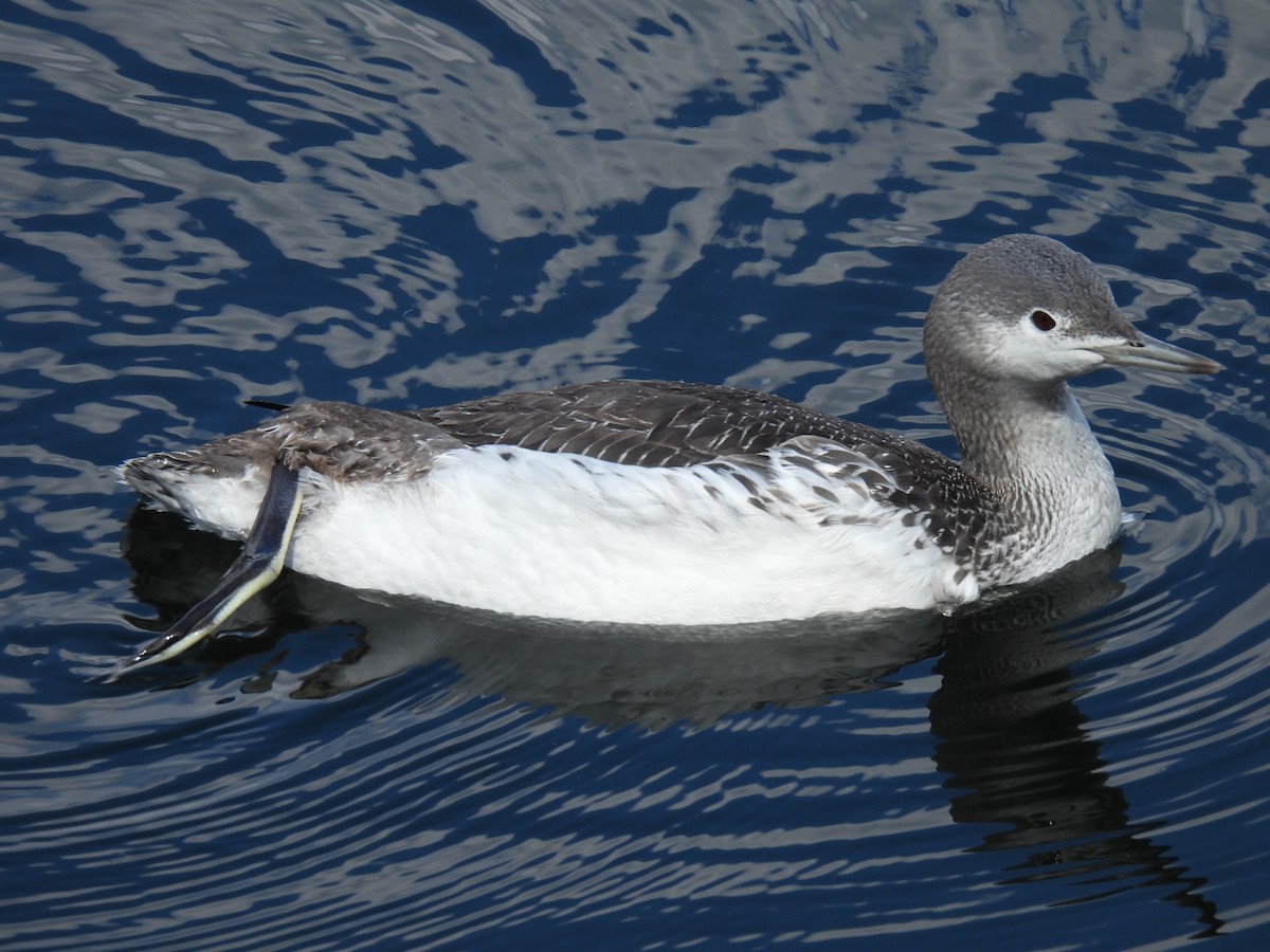 Red-throated Loon - ML616123886