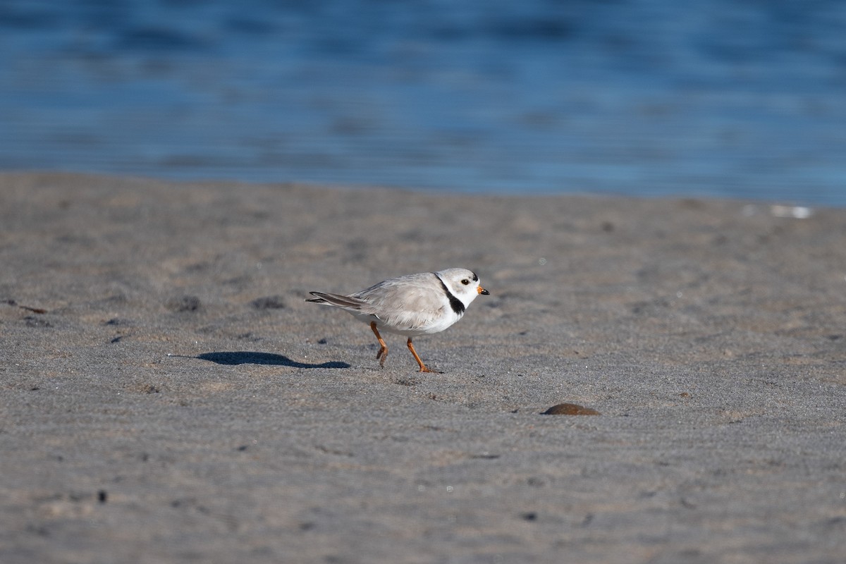 Piping Plover - ML616123944