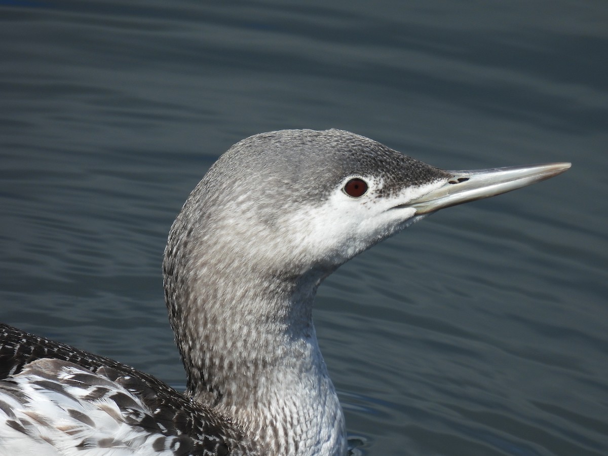Red-throated Loon - ML616123956