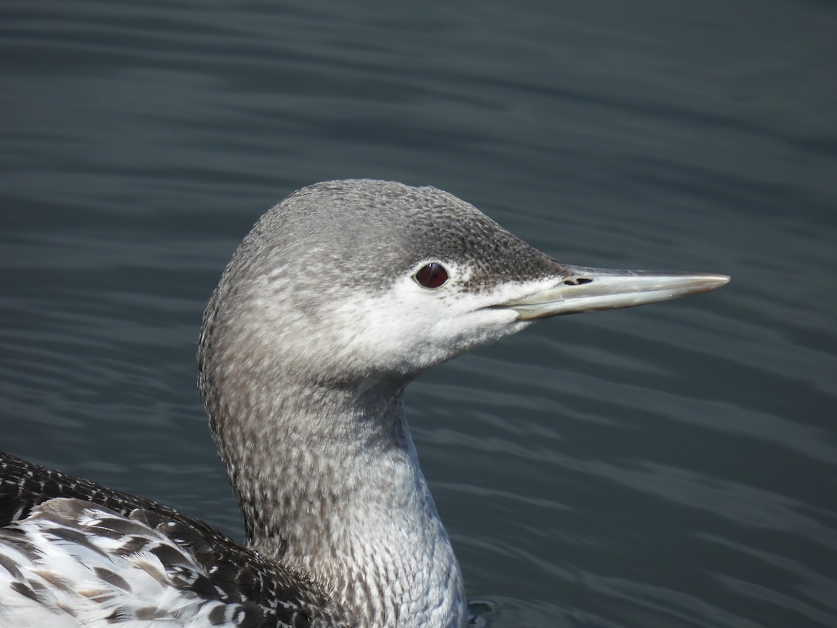 Red-throated Loon - ML616123957