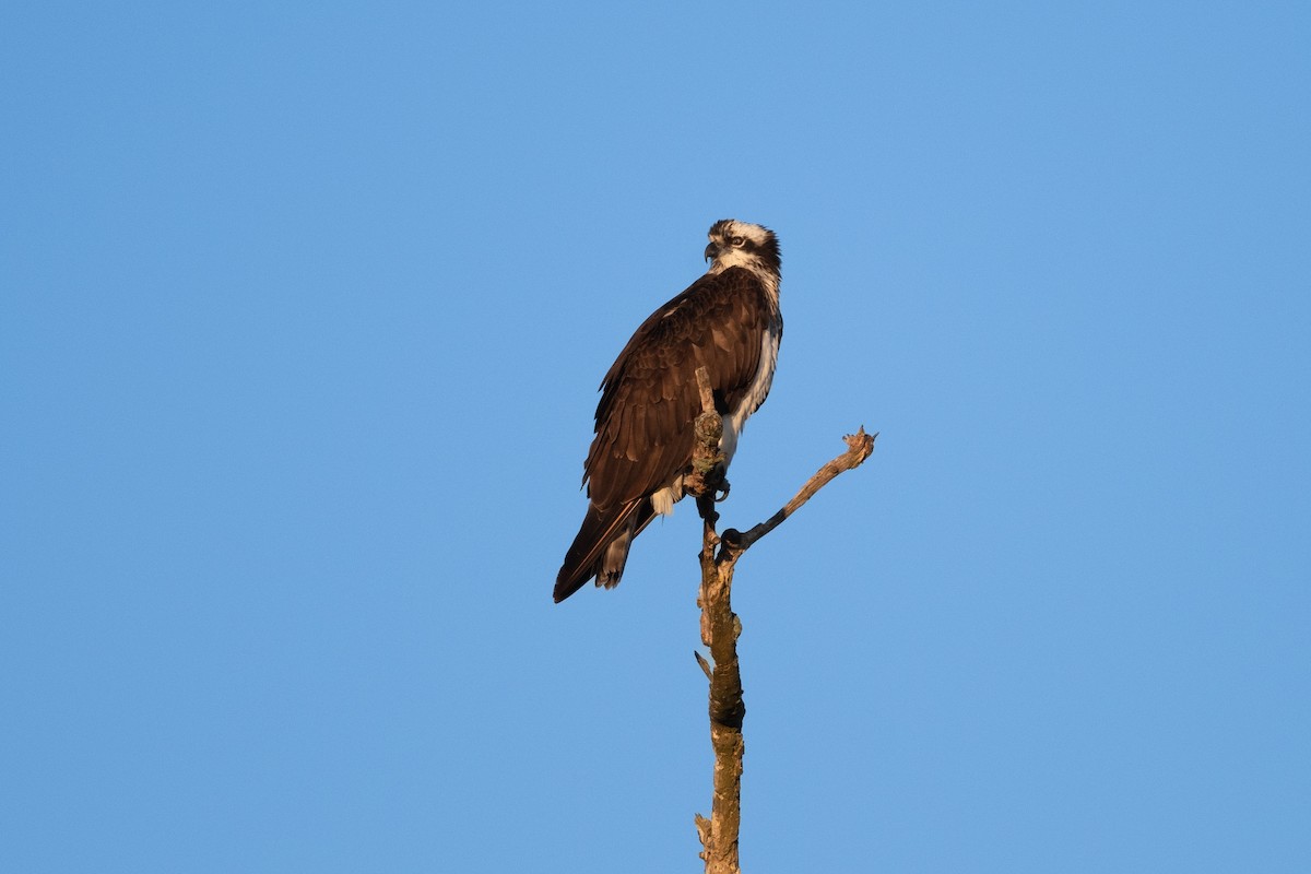 Águila Pescadora - ML616124015