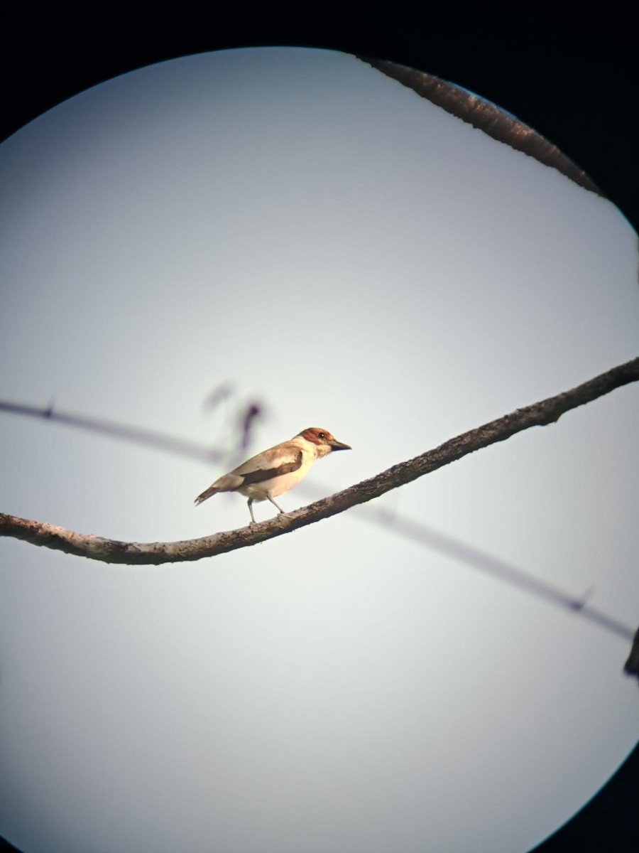 Black-crowned Tityra - ML616124020