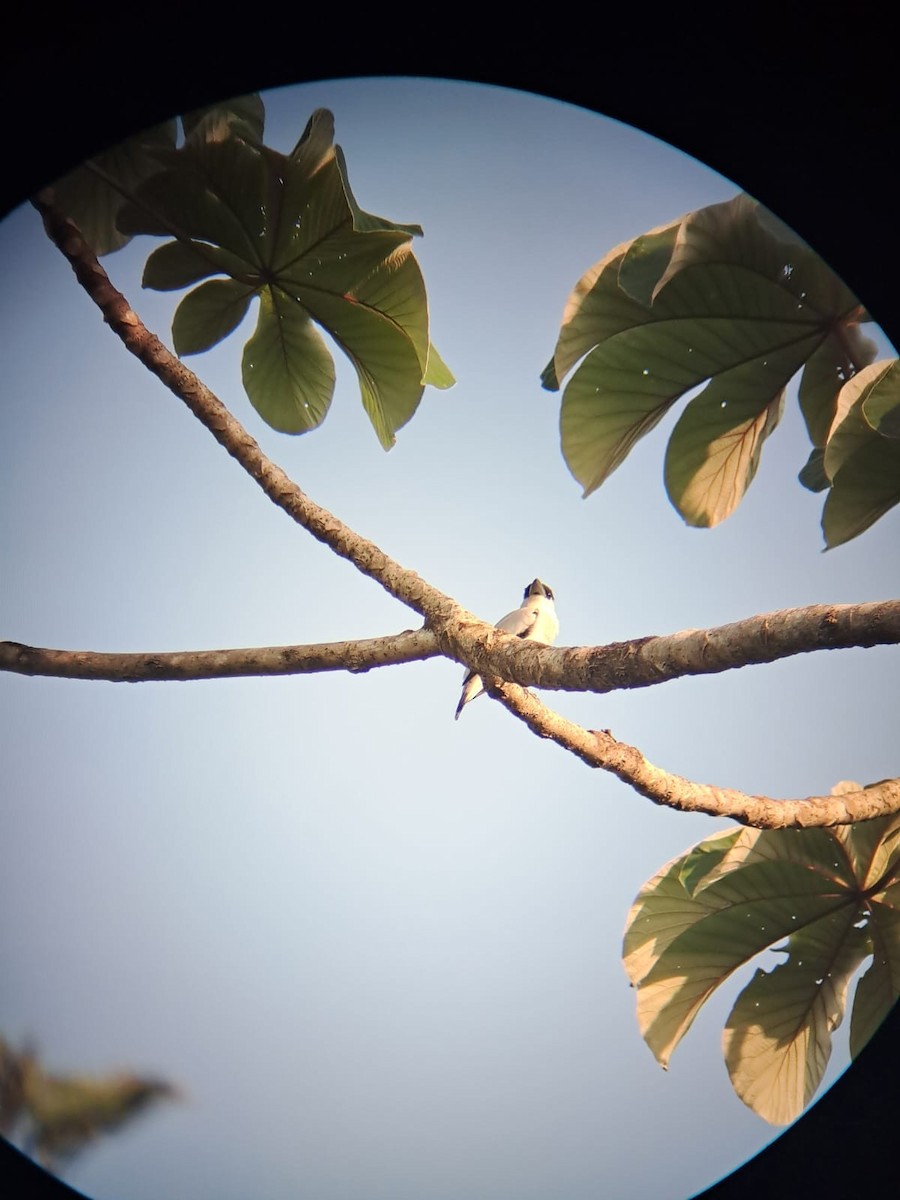 Black-crowned Tityra - ML616124044