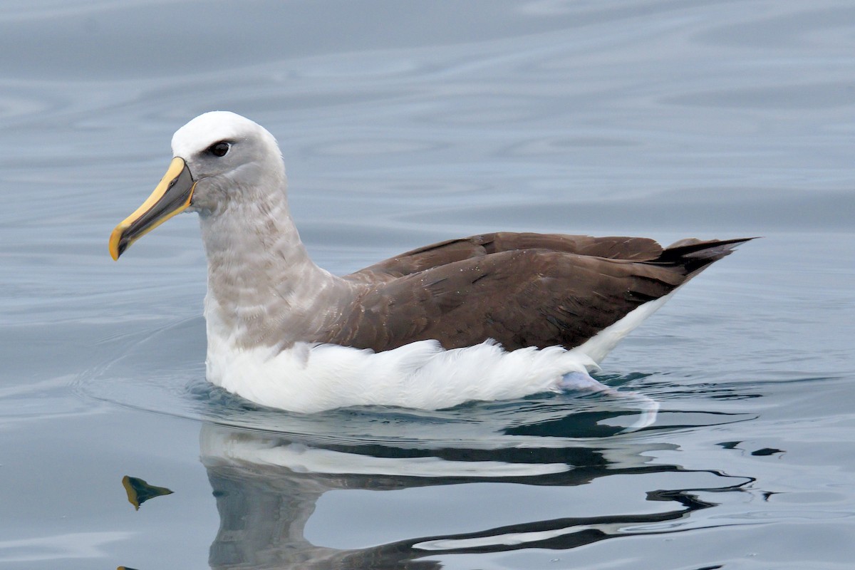 Buller's Albatross - ML616124051