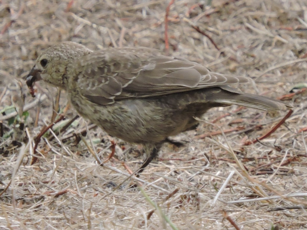 Tordo Cabecipardo - ML616124054