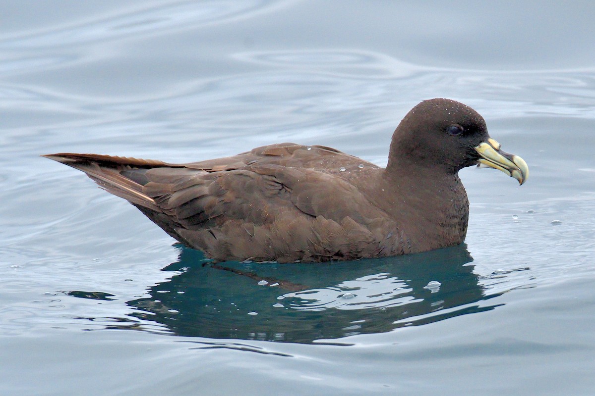 White-chinned Petrel - ML616124090