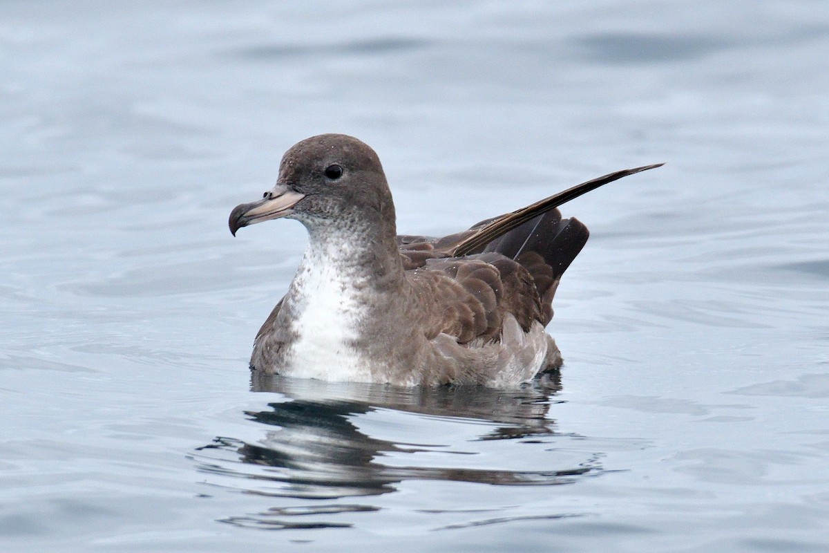 Pink-footed Shearwater - ML616124123