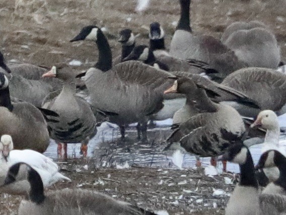 Greater White-fronted Goose - ML616124166