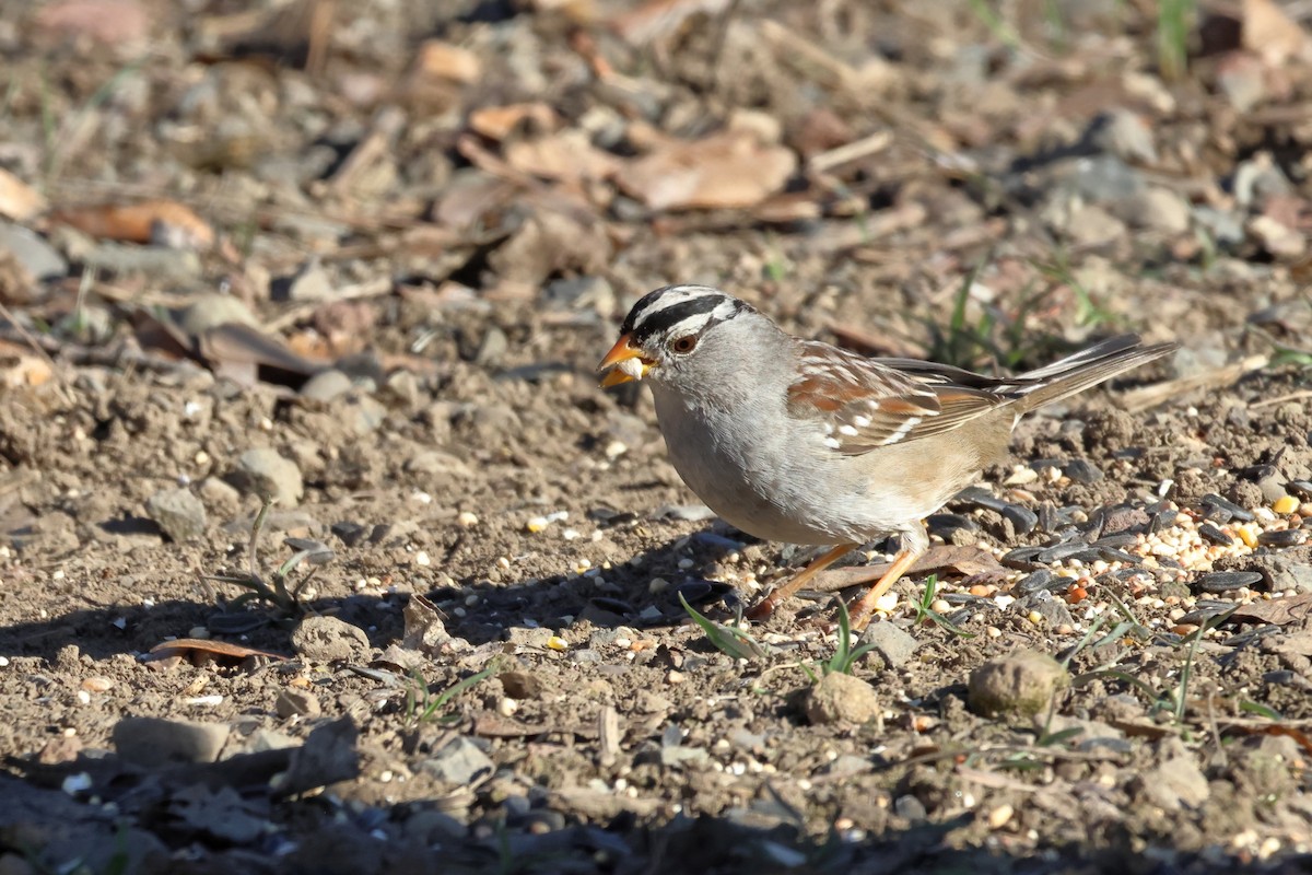 White-crowned Sparrow - James Cummins