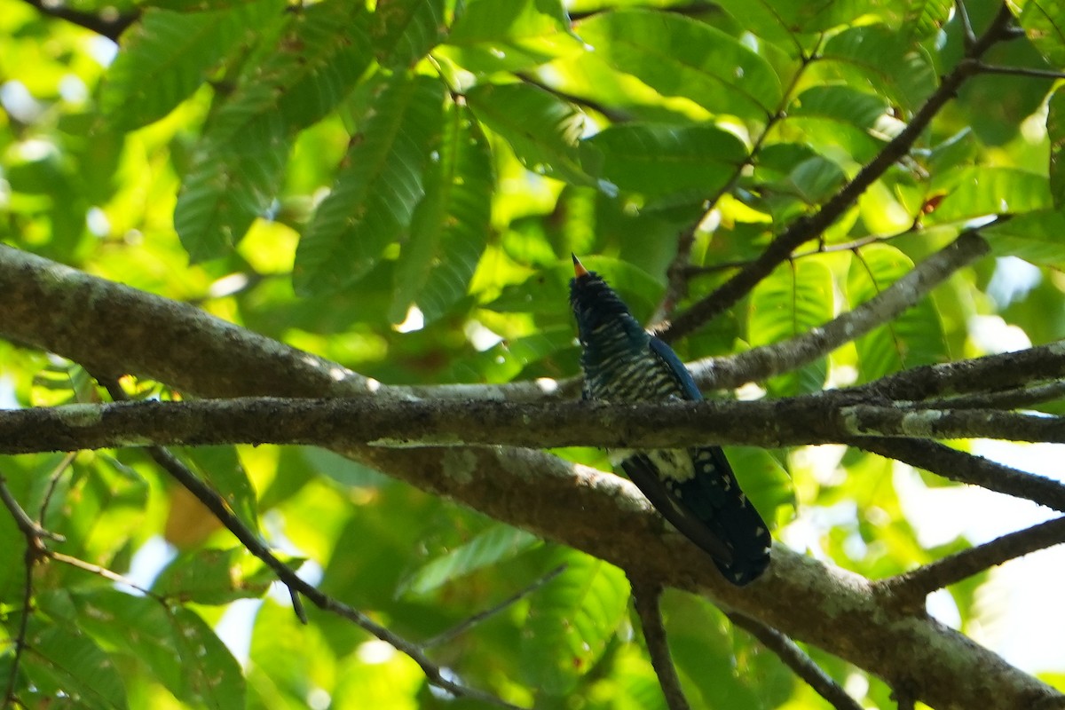 Asian Emerald Cuckoo - ML616124214