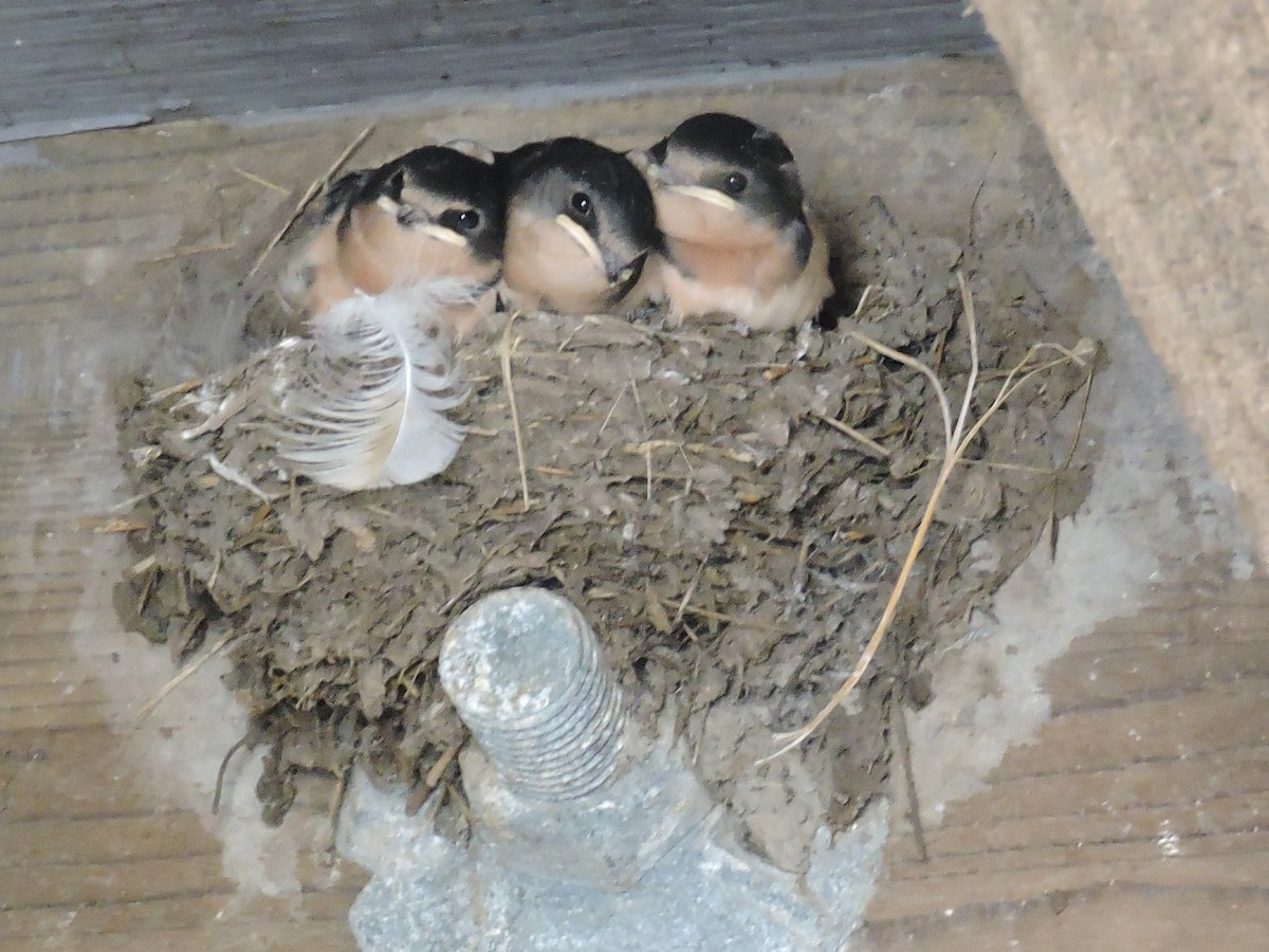 Barn Swallow (American) - ML616124215