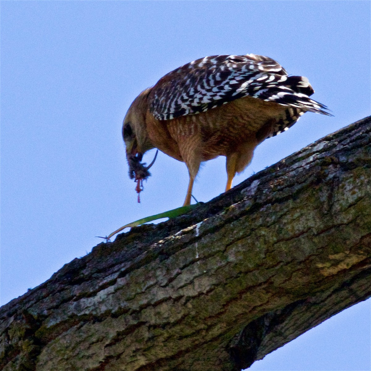 Red-shouldered Hawk (elegans) - ML616124254