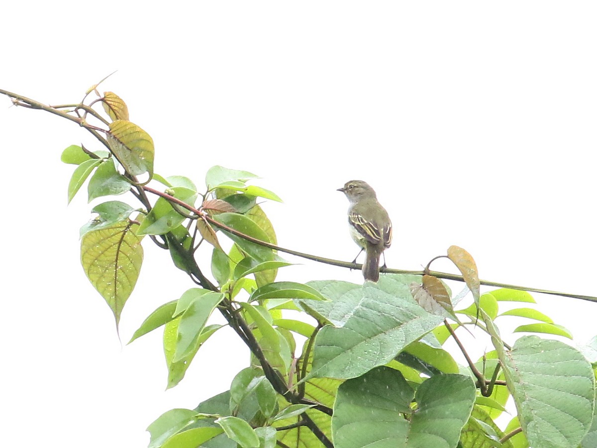 Choco Tyrannulet - ML616124365