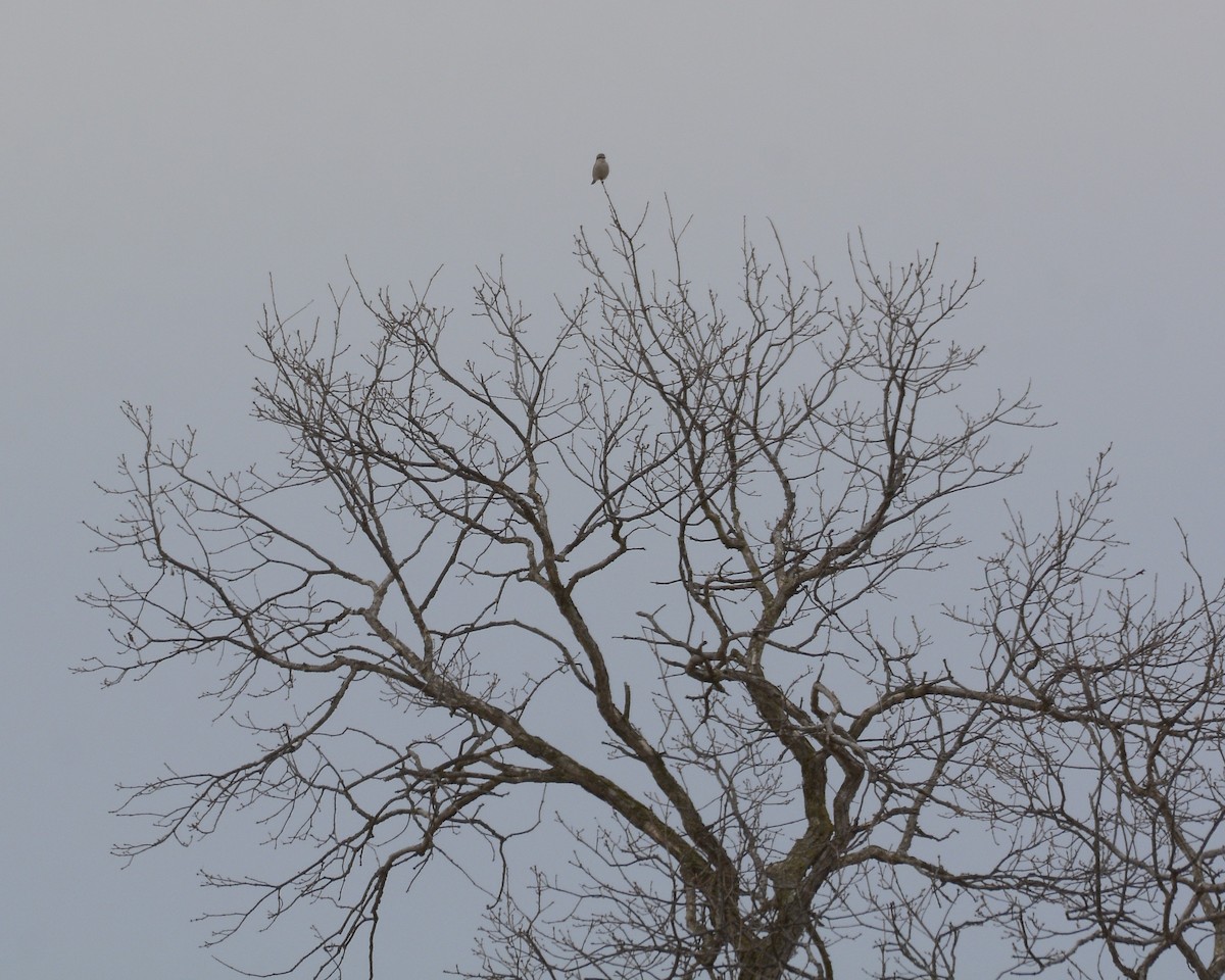 Northern Shrike - ML616124378