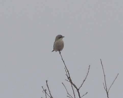 Northern Shrike - ML616124400