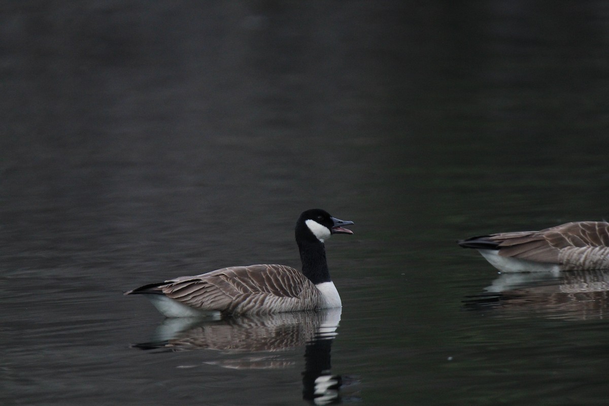 カナダガン - ML616124430