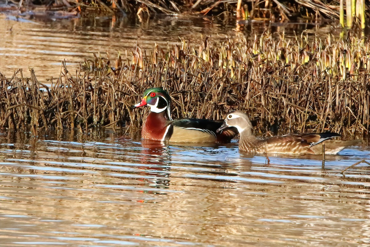 Wood Duck - ML616124431